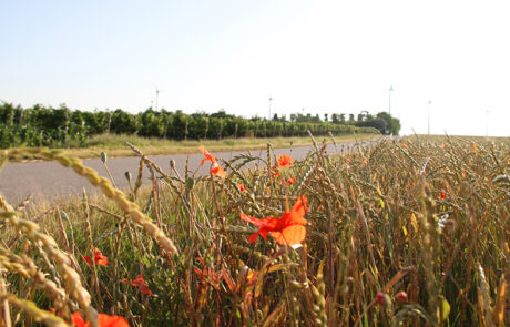 Ein Weingarten und ein Feld mit Kornähren und Klatschmohn am Andreasberg Andau