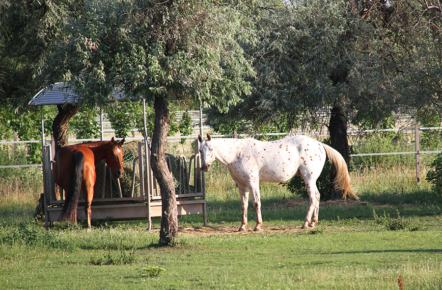 Ein braunes und ein weißes Pferd auf einer Koppel in Andau