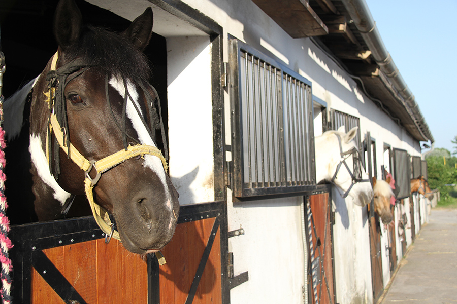Mehrere Pferde in einem Pferdestall am Reiterhof Romy in Andau