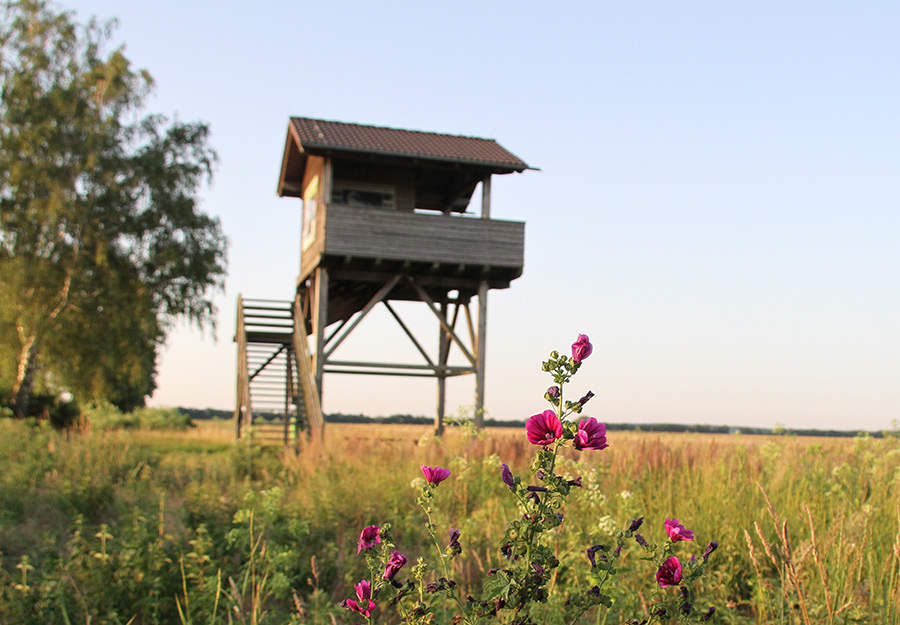 Aussichtsturm im Naturschutzgebiet Hanság/Waasen