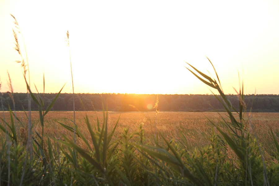 06_sonnenaufgang_hansag Sonnenaufgang über Feld im Hansag