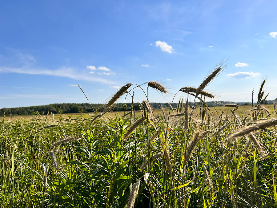 143_nachmittag_hansag Feld am Hansag im Sonnenschein