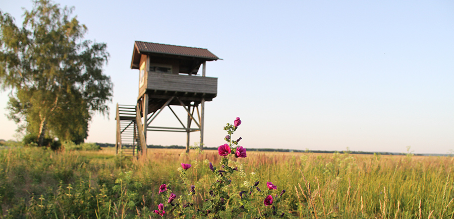 36_sonnenaufgang_fluchtstrasse_aussichtsturm Aussichtsturm im Hansag in Andau